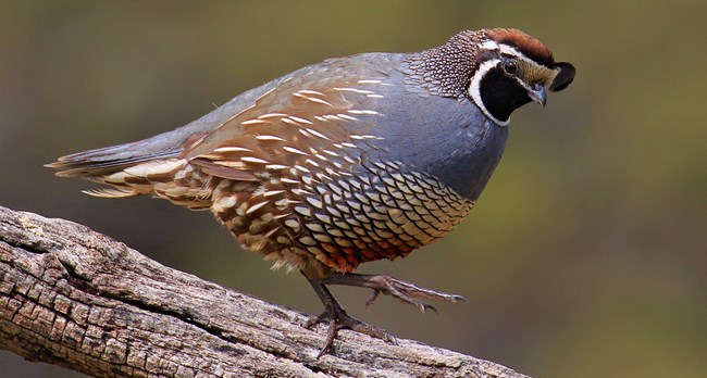 California Quail