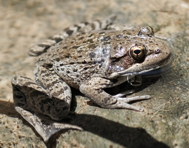 A frog sits on a rock. Brown with black markings.