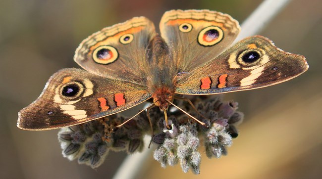 Common Buckeye