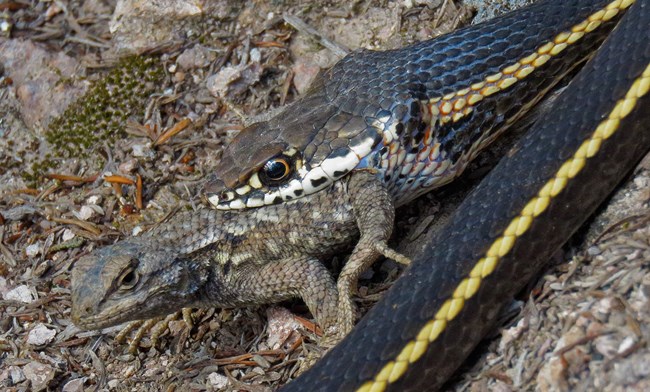 Striped Racer Eating Fence Lizard