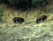 Two feral pigs root for acorns