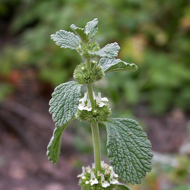 Small white flowers and leaves with tiny woolly hairs of horehound.