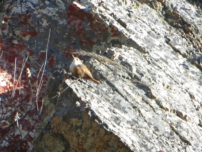 Canyon Wren