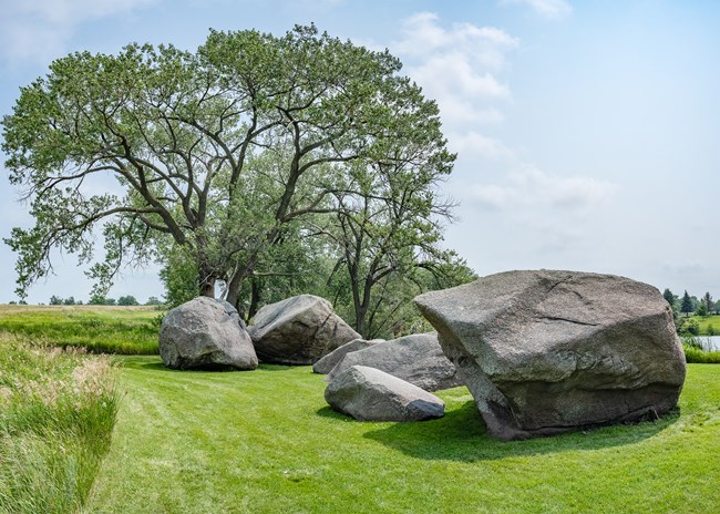 A collection of large gray boulders on green grass next to a large tree with arching branches.
