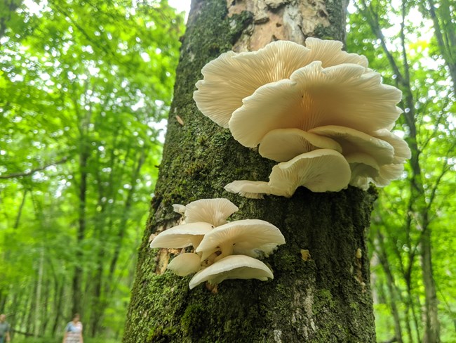 Overlapping layers of cream-colored mushrooms grow on a upright tree.