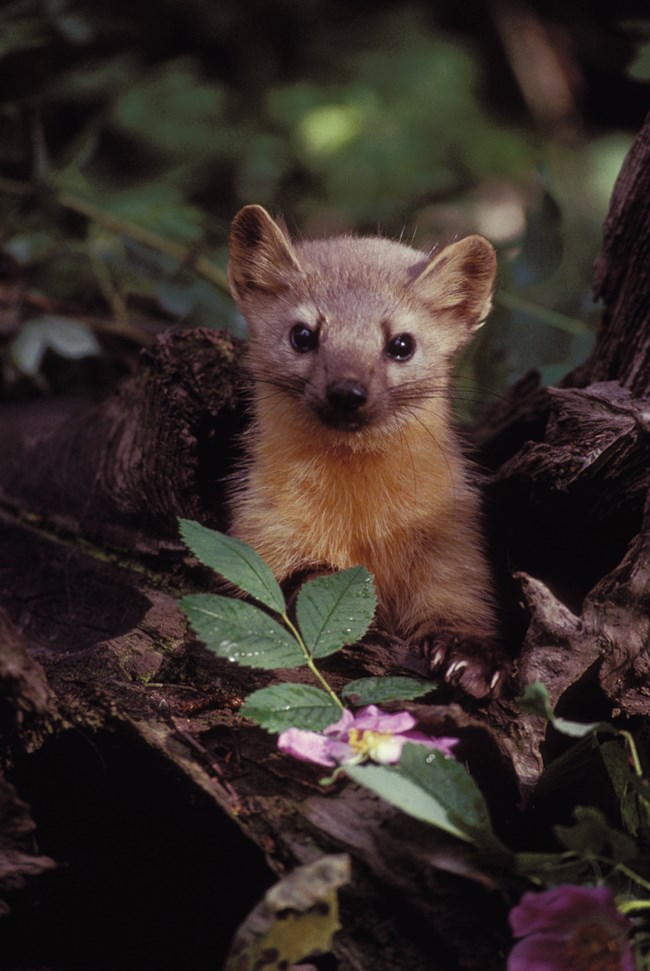 Rare view of an American marten looking right at the photographer.
