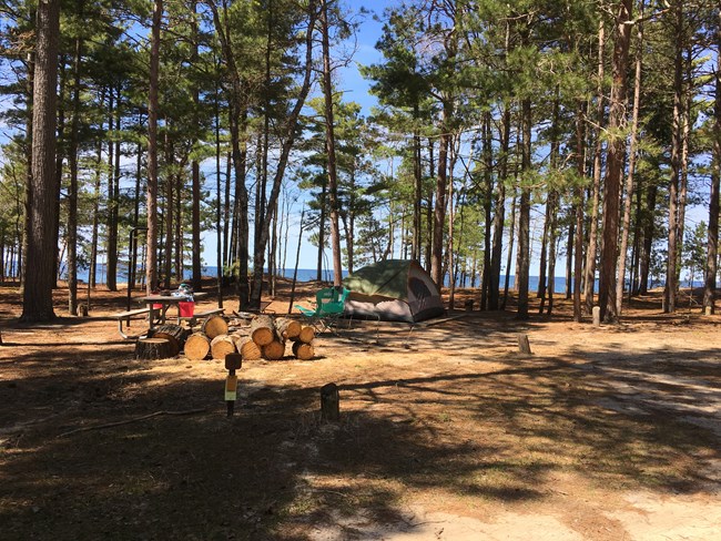 A tent set up in a campsite surrounded by tall pine trees on a sunny day.
