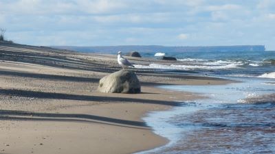 A gull rests on a rock along the Lake Superior shoreline at Hurricane River Beach.