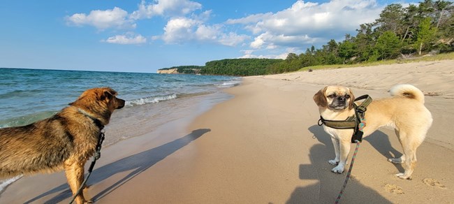 Two dogs on leashes enjoy Miners Beach on a sunny day