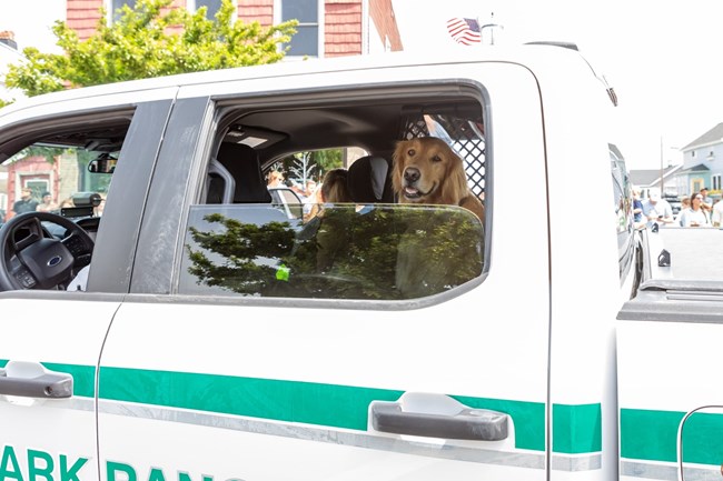 A golden retriever sits in the back of a park ranger vehicle