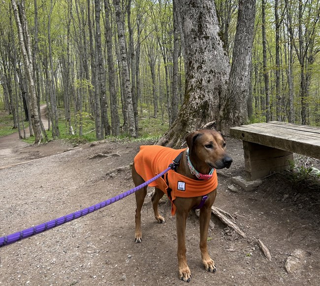 A large hound dog stands on a trail, wearing a blaze orange jacket and a purple leash.