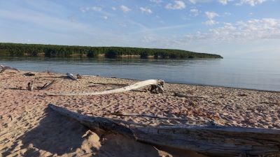 Pink sand makes up part of the beach. Water-worn tree trunks are on the beach. Calm Munising Bay.
