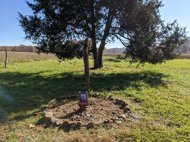 A gravesite in front of a cedar tree