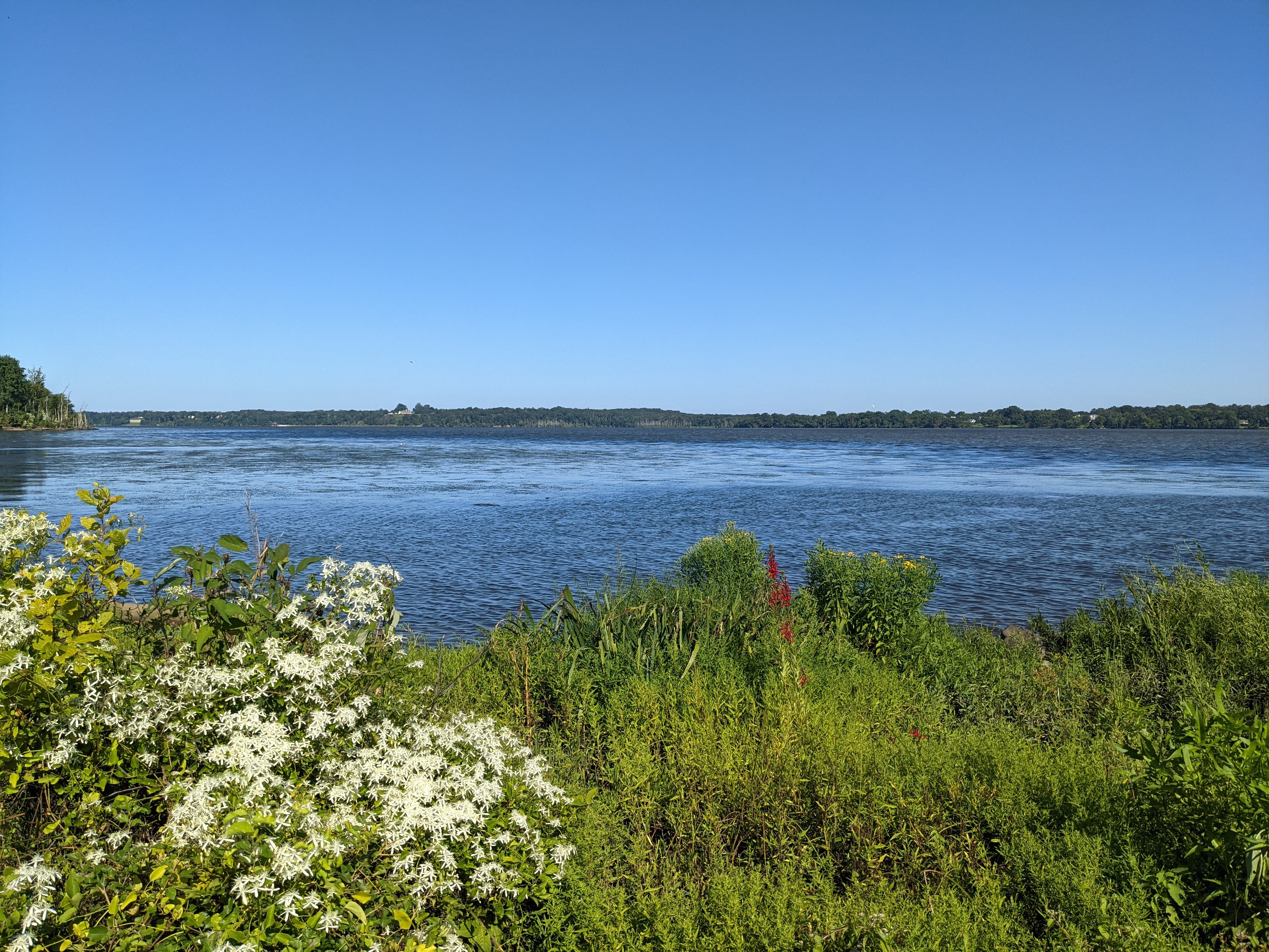 A bright blue river behind a bush with small white flowers