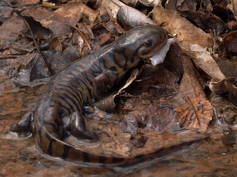 Tiger Salamander