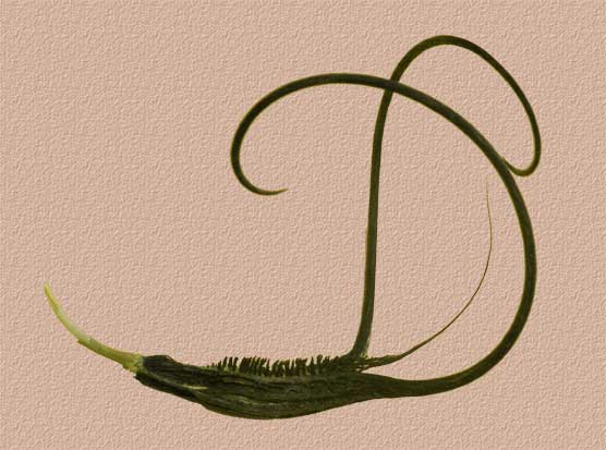 This is a cultural mystery history object.