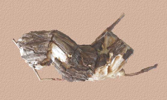 This is a cultural mystery history object.