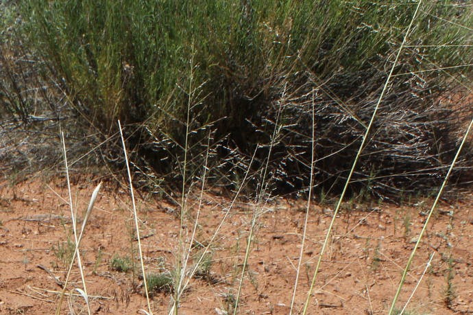 Alkali Sacaton - Pipe Spring National Monument (U.S. National Park Service)