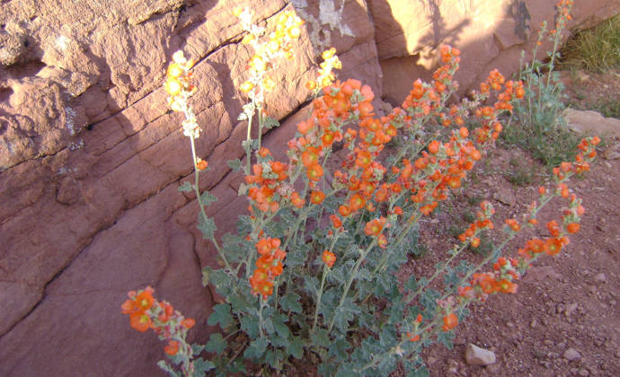Desert Globemallow