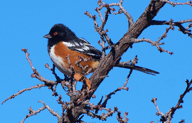 Spotted Towhee