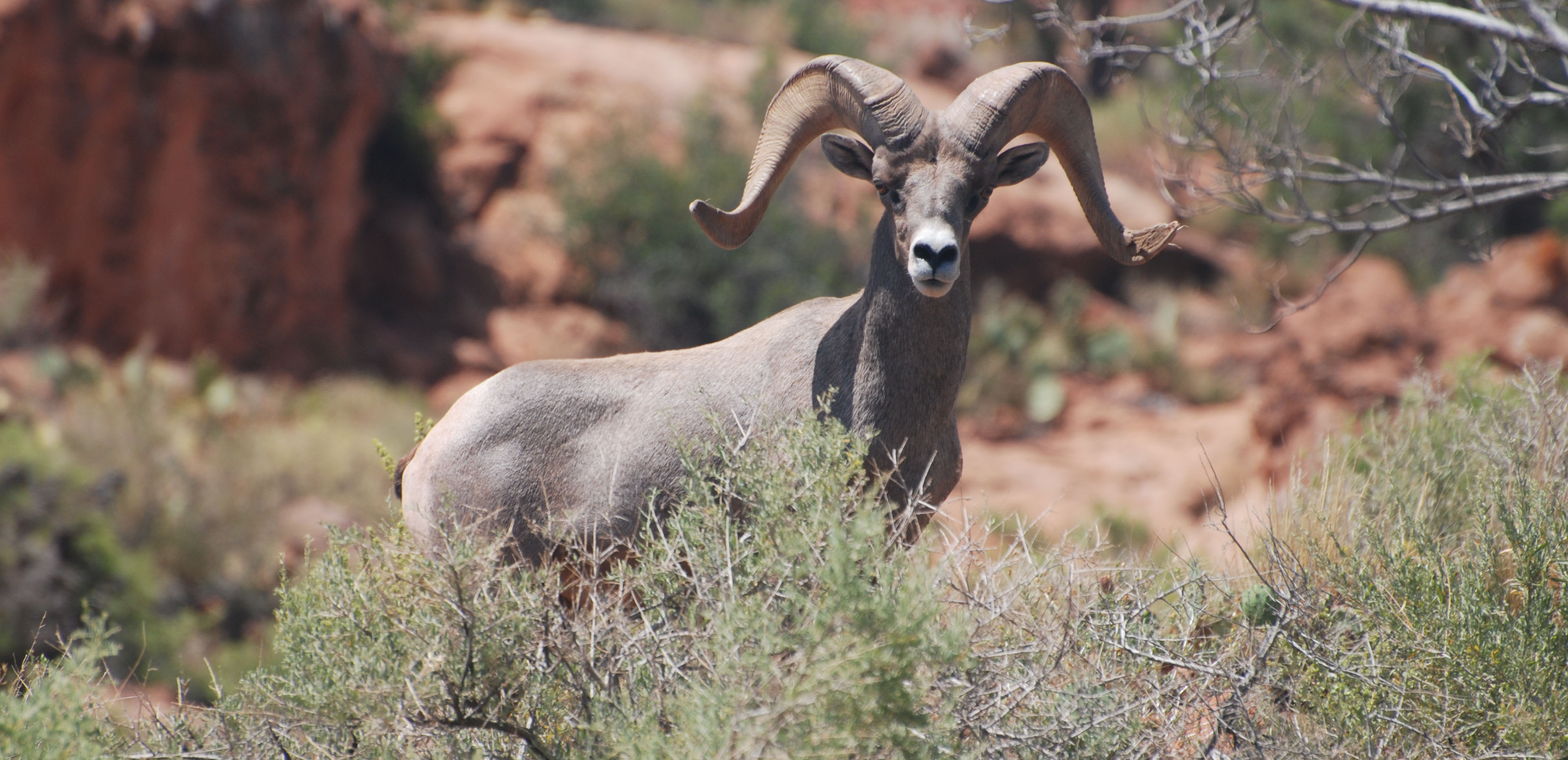 Bighorn