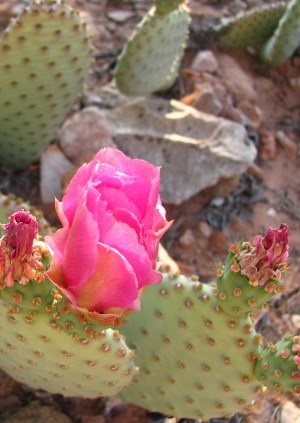 Prickly Pear