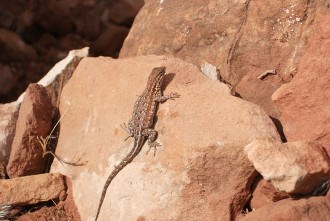 Sagebrush Lizard
