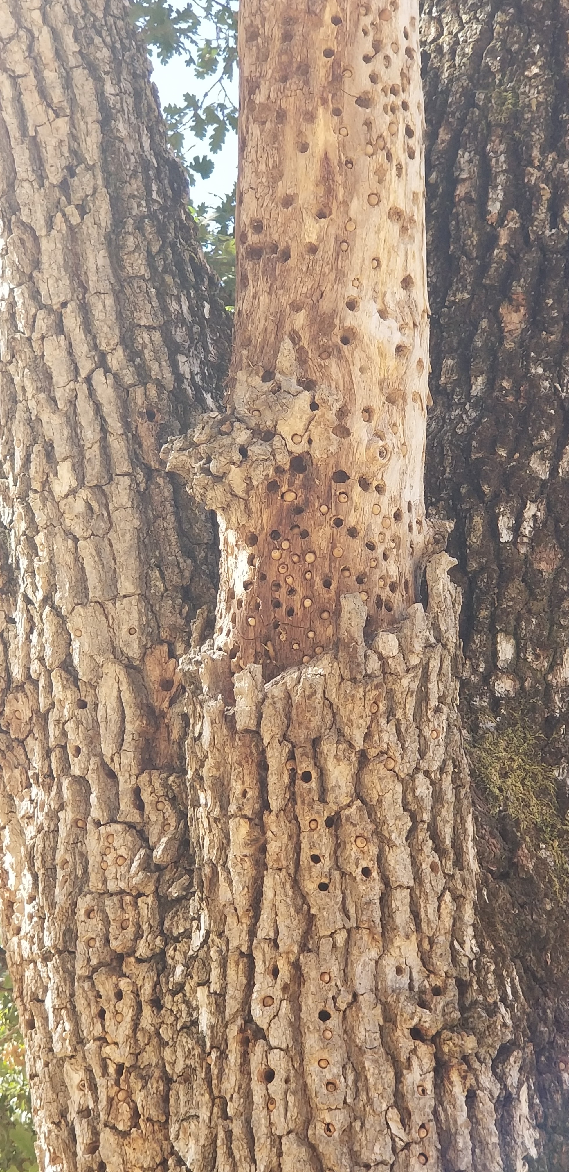 Tree bark with acorns inserted in many holes