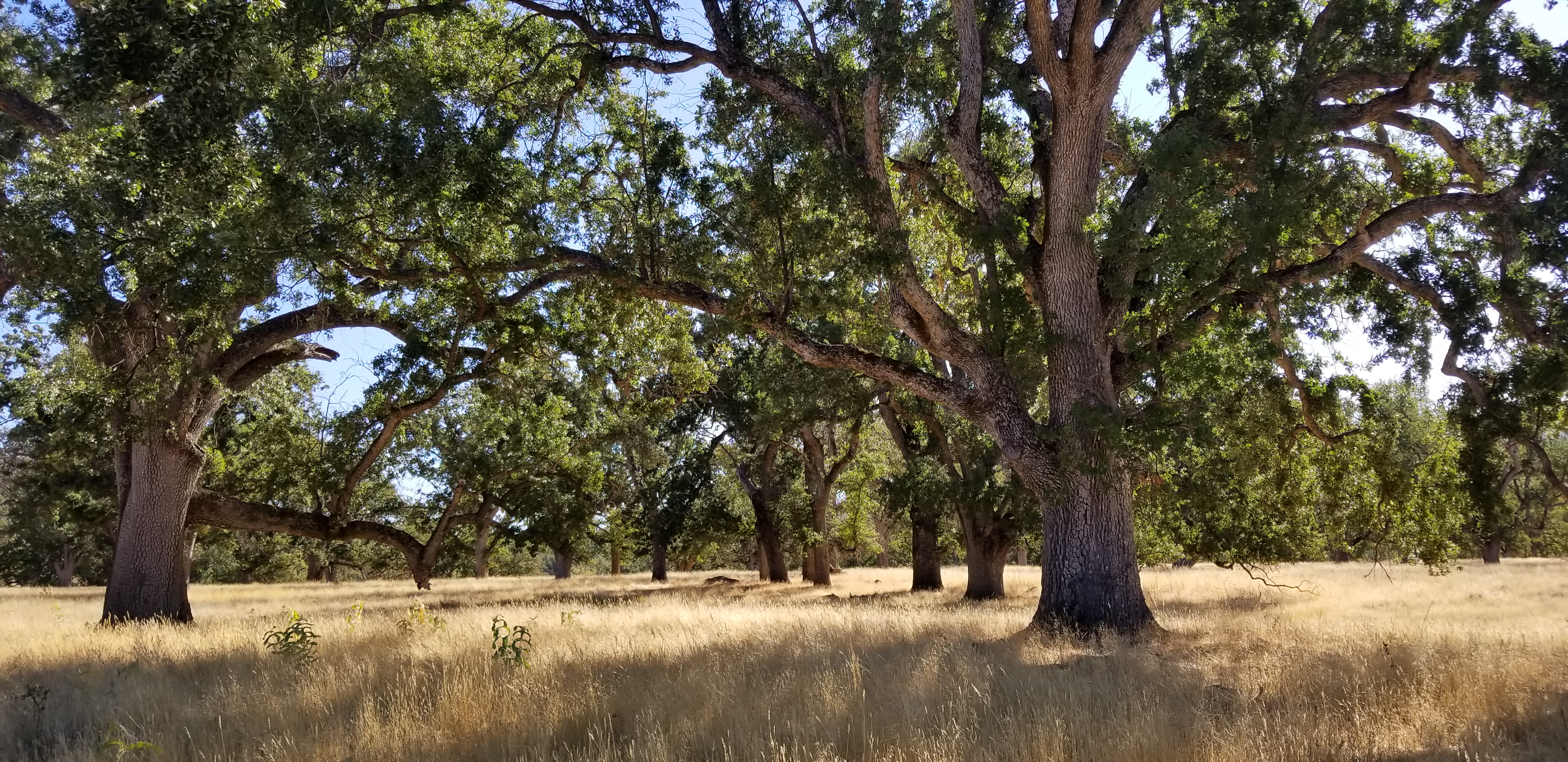 Dry field of grass with large trees extending tall and providing shade below. 