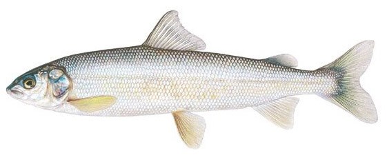 Illustration of a pale gray and white colored fish
