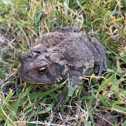 Warty brown toad sitting in grass