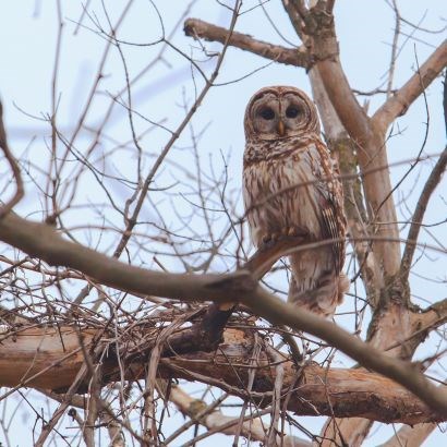 White and brown striped owl bird with big eyes and a rounded head