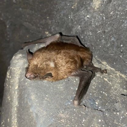 Large bat with light brown fur and lack wings, ears, and snout