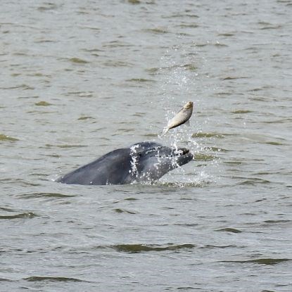 Dolphin tossing a fish in the air from the water