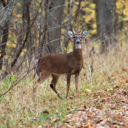 Brown deer with white tail and antlers standing at the edge of a trail