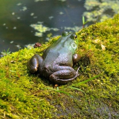 Large green frog with brown legs and lower back sitting on moss