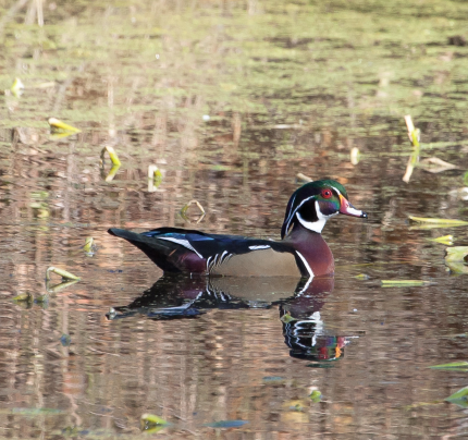 Duck with green, purple, and brown feathers swimming