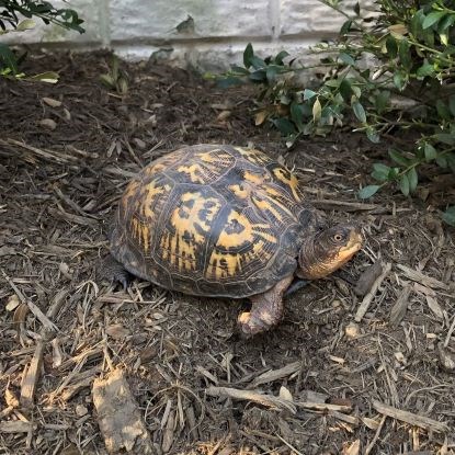 Brown and yellow turtle with a dome-shaped shell