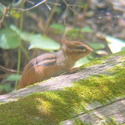 Small brown chipmunk rodent with black and white stripes on a log