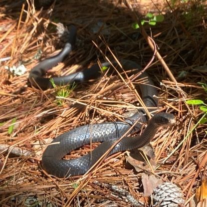 Smooth black snake in pine needled