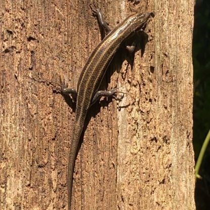 Brown lizard with white stripes
