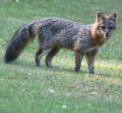 Gray fox with a fluffy tail and red fur around neck