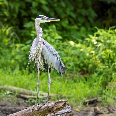 Large white and gray bird with a long neck standing on a log