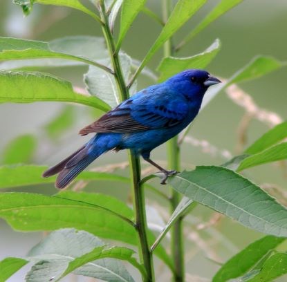 Bright blue bird with black wings and beak