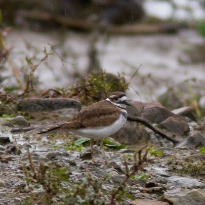 Small and round black, brown, and white plover bird
