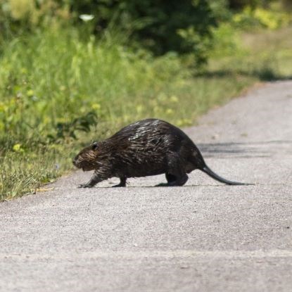 Brown fluffy muskrat rodent crossing a paved trail