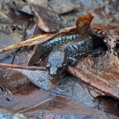Dark brown salamander on some wet leaves