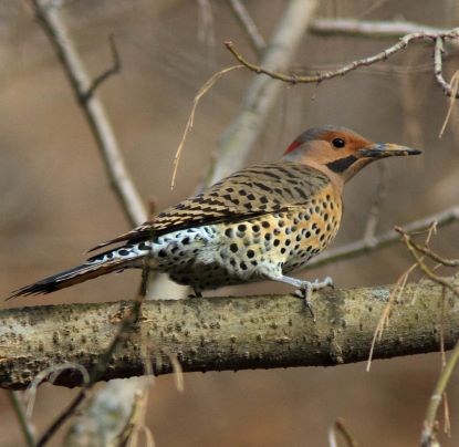 Spotted bird with red, pink, and blue feathers