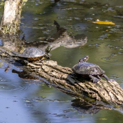 Two turtles sitting on a log on water