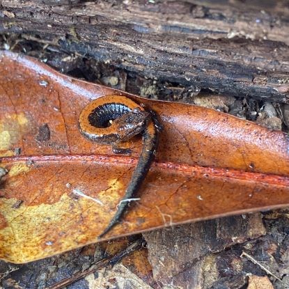Slim salamander with red line down its back on a wet leaf